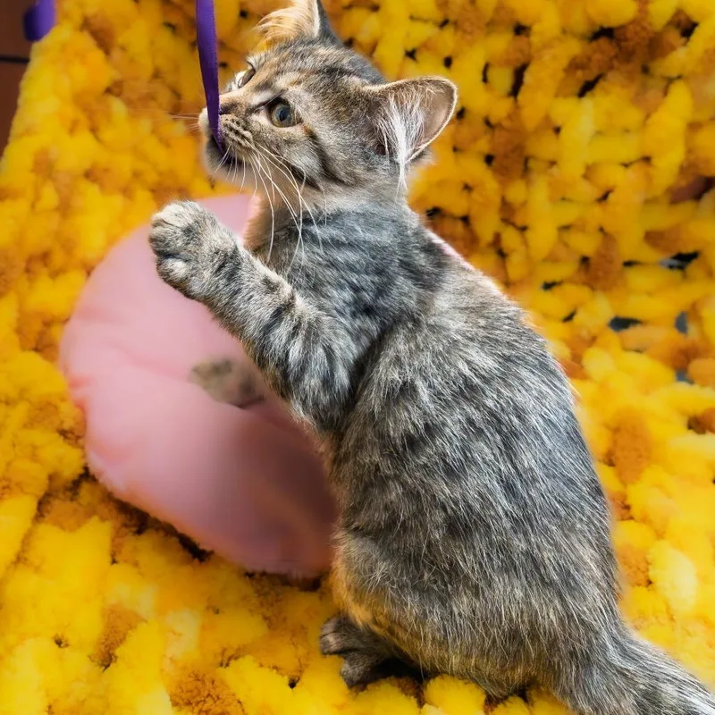 A baby small-sized female Brown / Chocolate Domestic Long Hair cat named Jelly Cake for adoption in South Elgin, IL