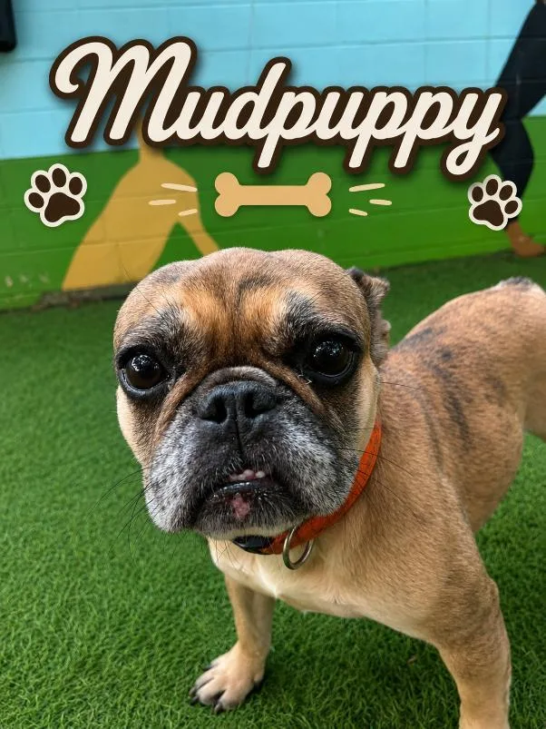 Mudpuppy