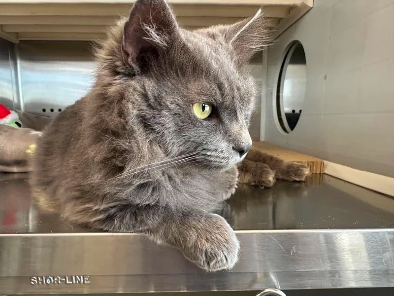 An adult medium-sized male Gray / Blue / Silver Domestic Long Hair cat named Grayli for adoption in Oak Ridge, TN