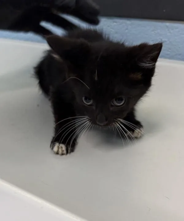 A baby small-sized male Domestic Medium Hair cat named Sf Rolo for adoption in Lawrenceville, GA