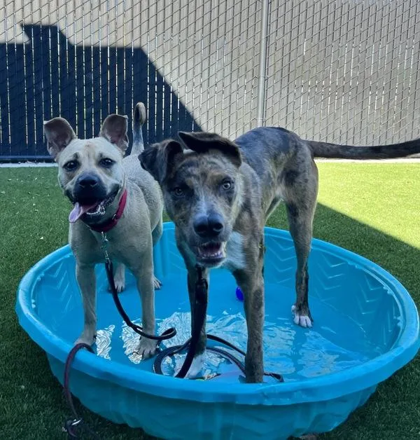 A young medium-sized female Pit Bull Terrier dog named Caramelldansen for adoption in El Cajon, CA