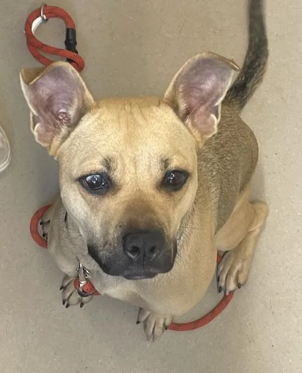 Caramelldansen thumbnail 2