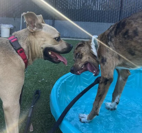 Caramelldansen thumbnail 3