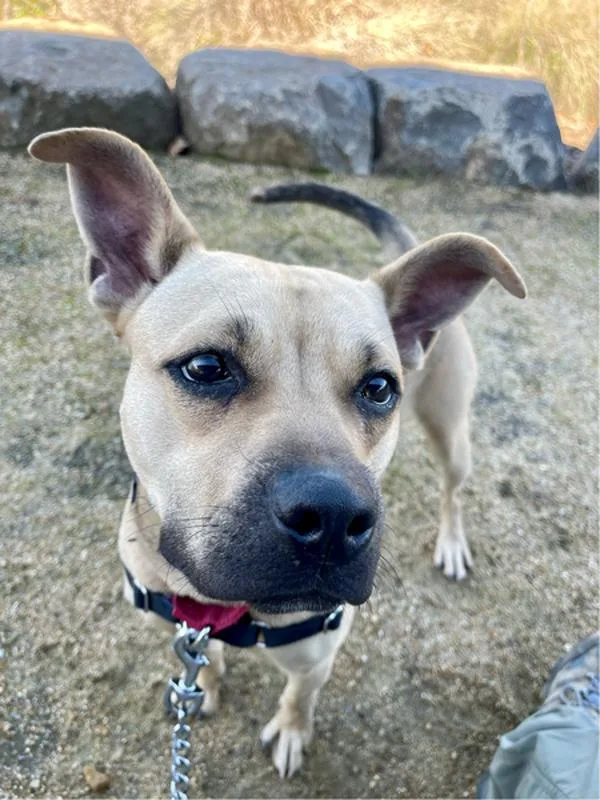 Caramelldansen thumbnail 5