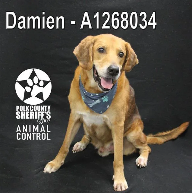 An adult large-sized male Bloodhound dog named Damien for adoption in Winter Haven, FL