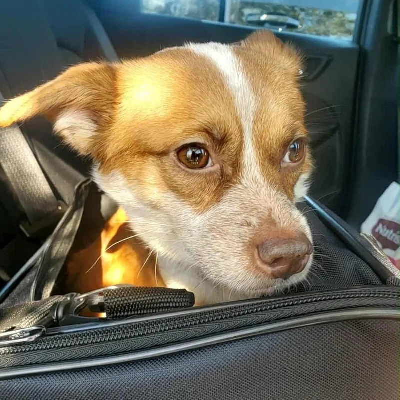 An adult small-sized male Apricot / Beige Chihuahua dog named JunoA for adoption in Las Vegas, NV