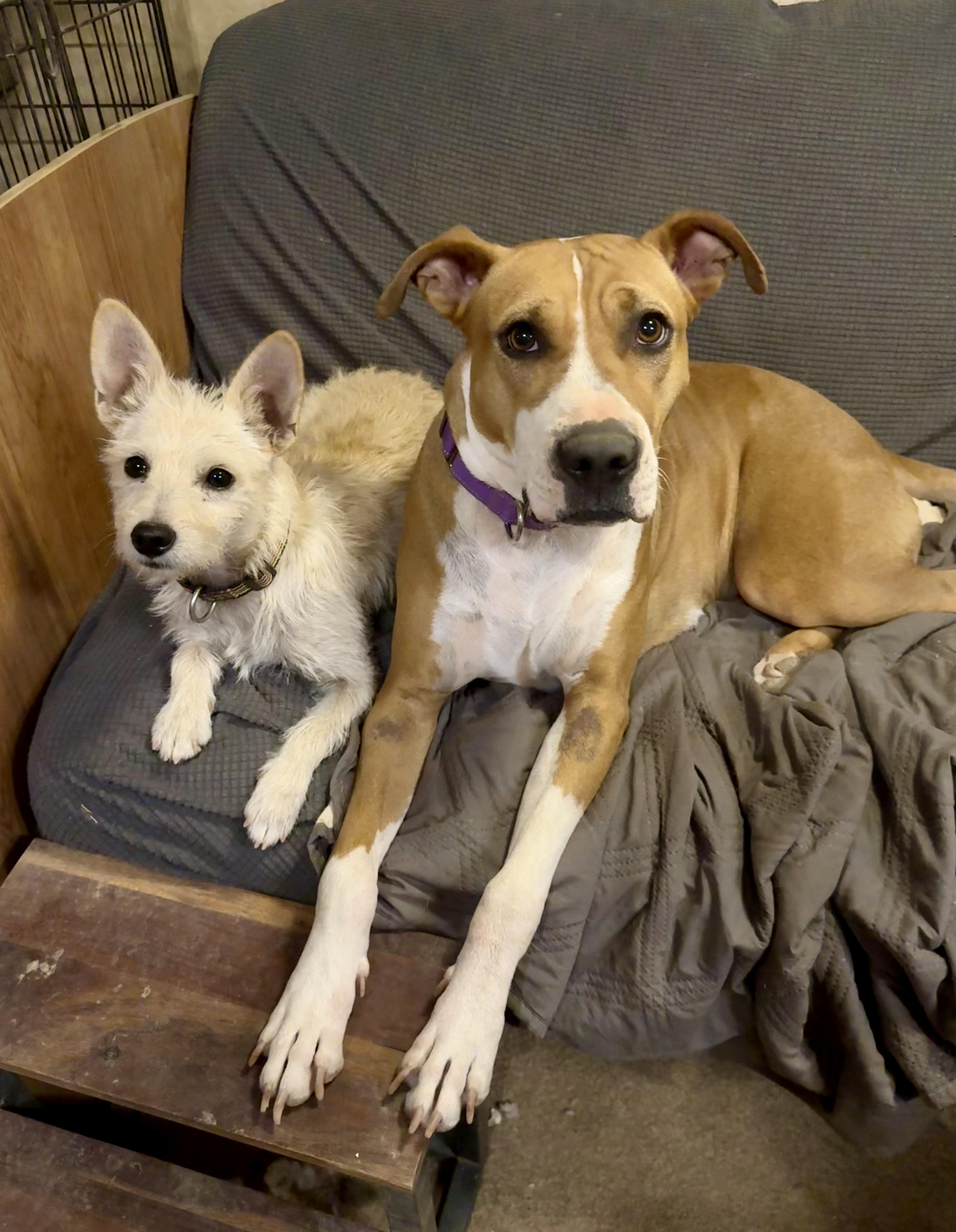 A young small-sized male Cairn Terrier dog named Thori for adoption in Tucson, AZ