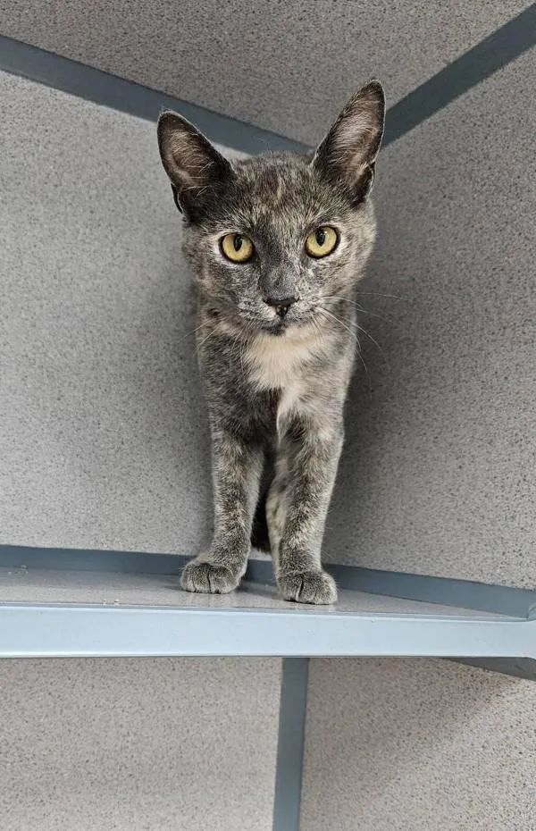 A baby small-sized female Domestic Short Hair cat named Nutella for adoption in Skillman, NJ