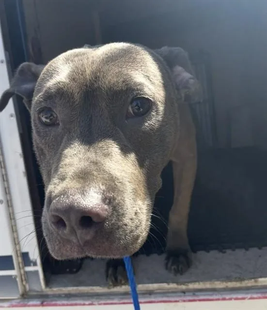 A young medium-sized female Pit Bull Terrier dog named Stray Hold for adoption in Killeen, TX