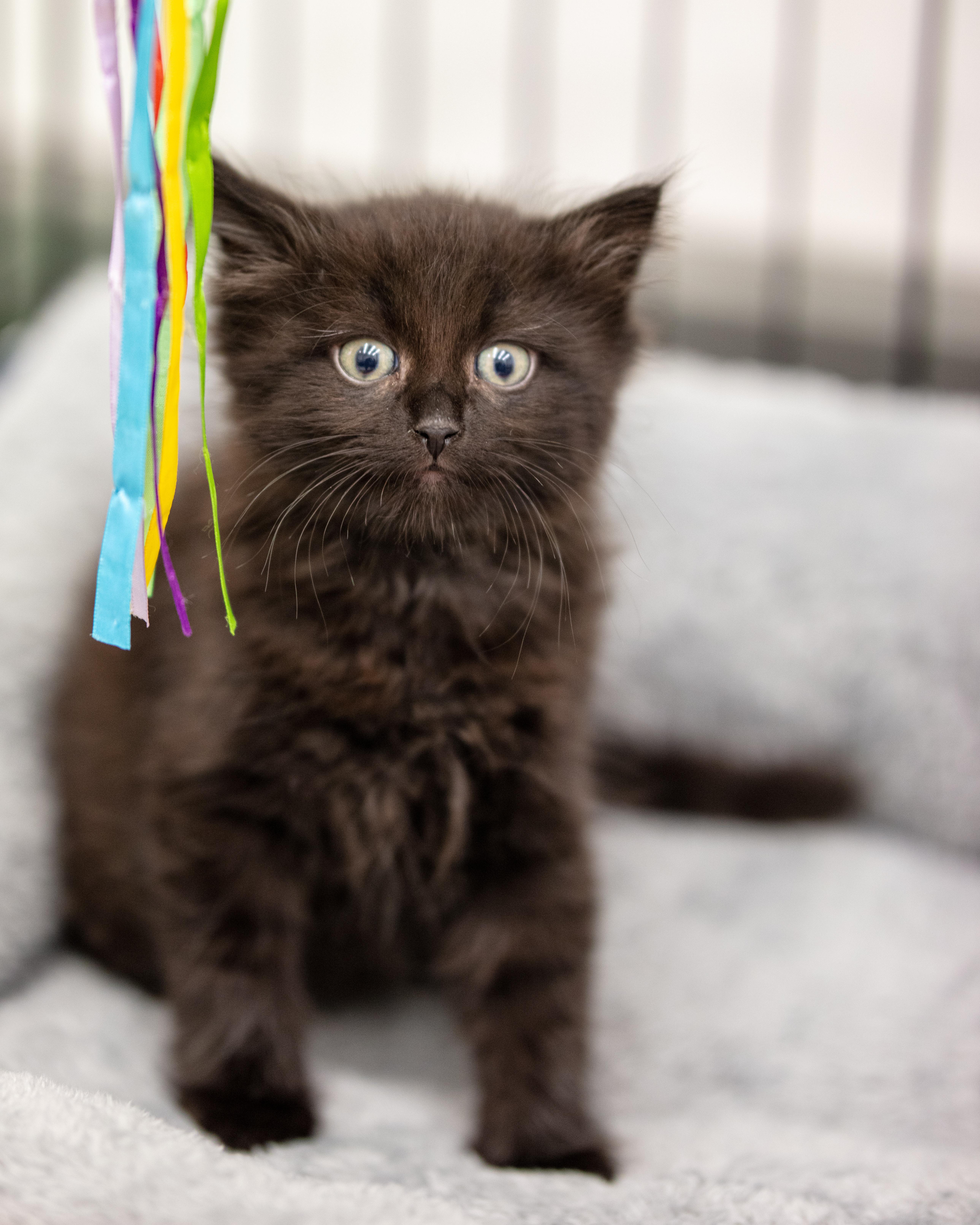 A baby small-sized male Black Domestic Long Hair cat named Crystal Blue Persuasion for adoption in Victor, NY