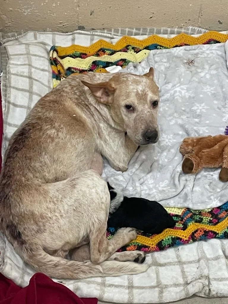 A young medium-sized female Australian Cattle Dog / Blue Heeler dog named Betty for adoption in New Braunfels, TX