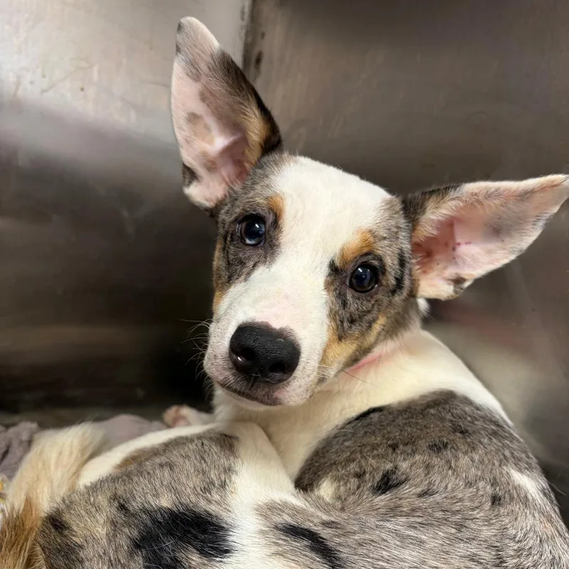 A young small-sized female Australian Shepherd dog named All Purpose Flour for adoption in Austin, TX