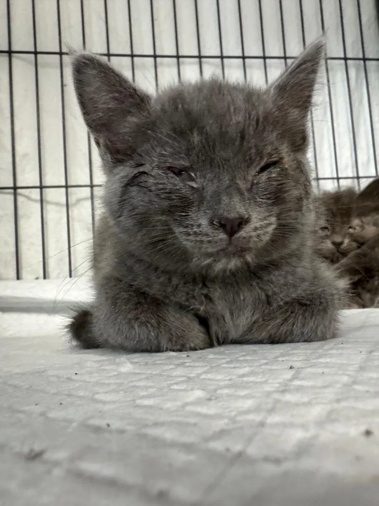 A baby medium-sized female Domestic Short Hair cat named Casey for adoption in Johnson City, TN