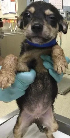 A baby small-sized male Terrier dog named George for adoption in Riverside, CA