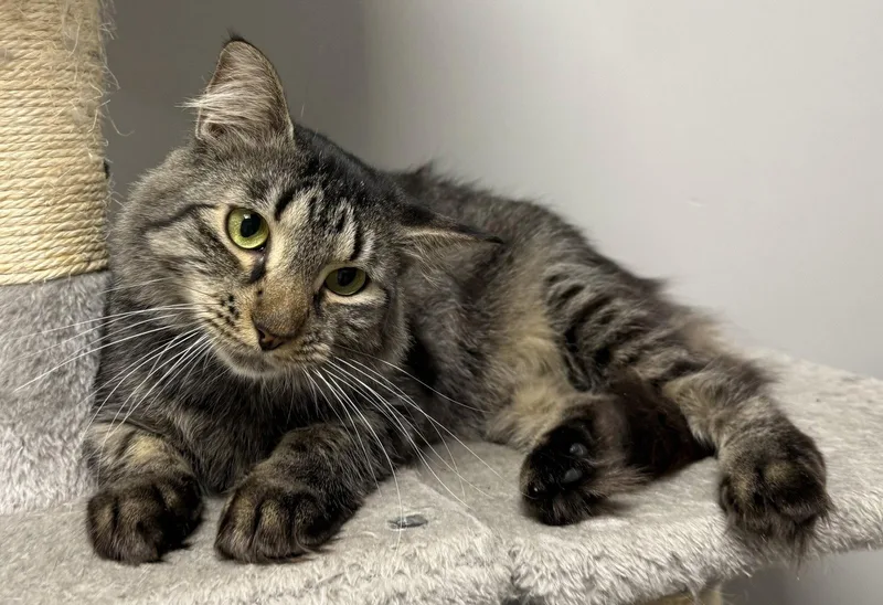An adult medium-sized female Domestic Medium Hair cat named Bandcamp for adoption in Satellite Beach, FL