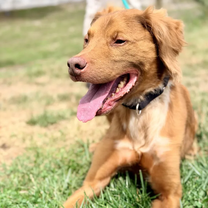 A senior large-sized male Red / Chestnut / Orange Irish Setter dog named Hero for adoption in Manahawkin, NJ