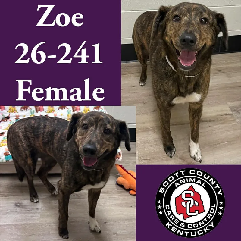 An adult large-sized female Shepherd dog named Zoe for adoption in Georgetown, KY