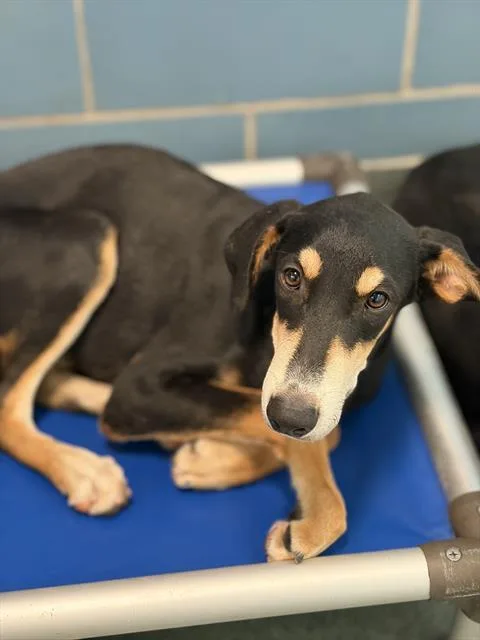 A young large-sized female Mixed Breed dog named Josephine for adoption in Dallas, TX