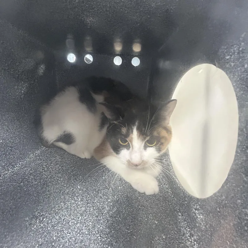 A young small-sized female Calico Domestic Short Hair cat named Tink Jr for adoption in Newark, NJ