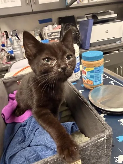 A baby small-sized female Domestic Short Hair cat named Morgana for adoption in Ontario, CA