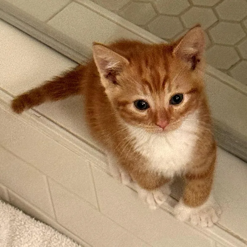 A baby small-sized male Orange / Red Extra-Toes Cat / Hemingway Polydactyl cat named Finn for adoption in Long Beach, CA