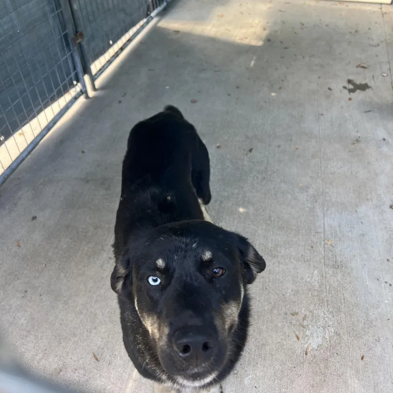 A young large-sized male Black Shepherd dog named Bruce for adoption in Columbus, NC