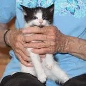 A baby small-sized female Black Domestic Short Hair cat named Molly for adoption in Winchester, VA