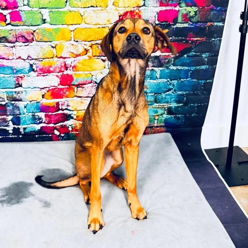 An adult medium-sized female Yellow / Tan / Blond / Fawn Plott Hound dog named Gaia for adoption in Franklin, NC