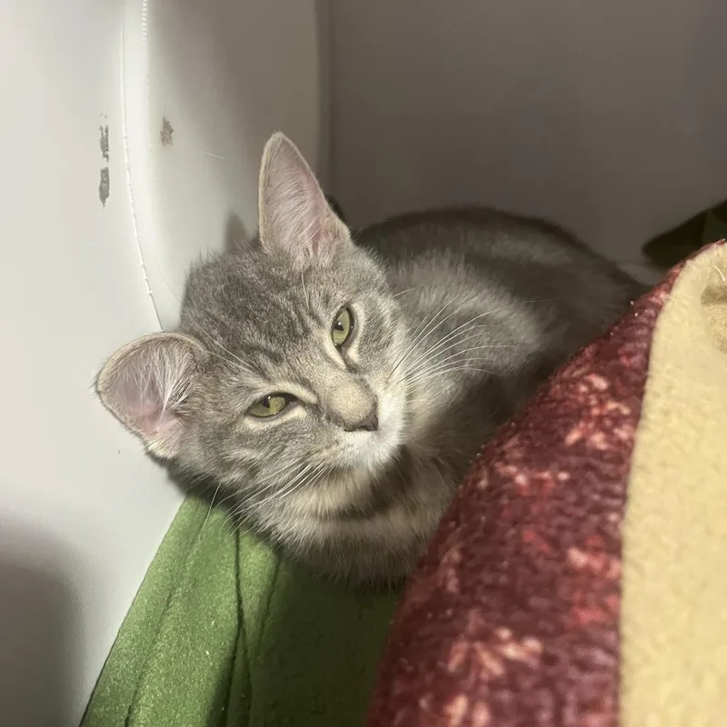 An adult small-sized male Gray / Blue / Silver Domestic Short Hair cat named Zoinks for adoption in Salt Lake City, UT