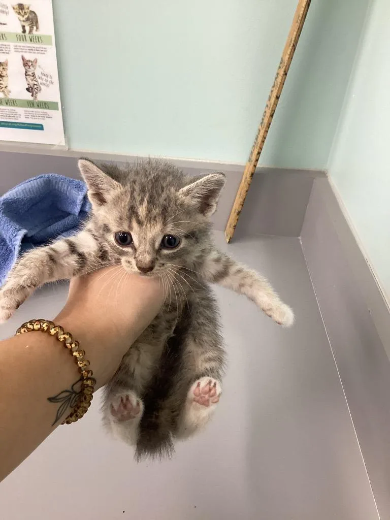 A baby small-sized female Domestic Short Hair cat named Bridie for adoption in Athens, TN