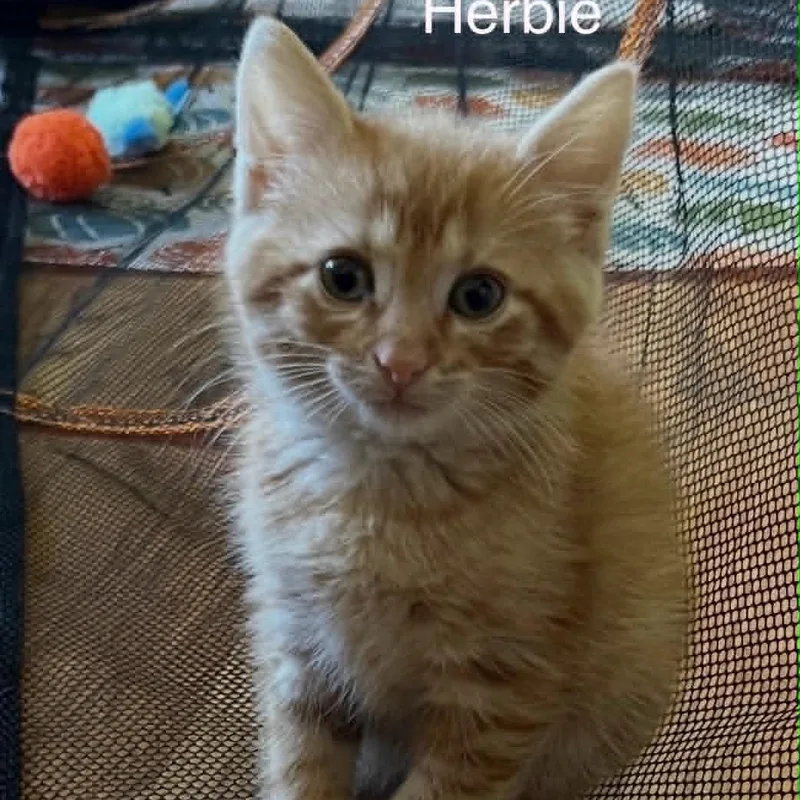 Herbie