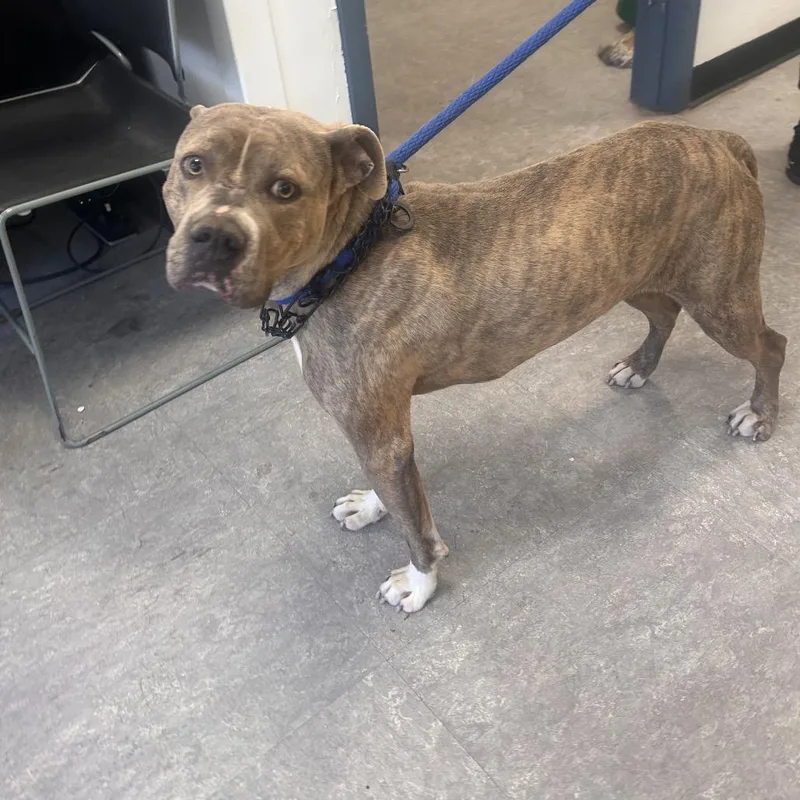 An adult medium-sized male Brown / Chocolate Mixed Breed dog named Draco Plato for adoption in Philadelphia, PA