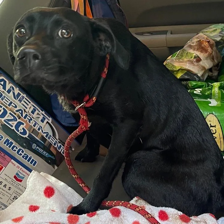 An adult medium-sized female Black Mixed Breed dog named Lady Caine for adoption in Valley, AL