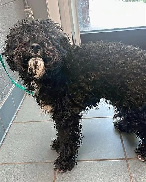A young small-sized male Black Mixed Breed dog named Dust Bunny for adoption in Nashville, TN