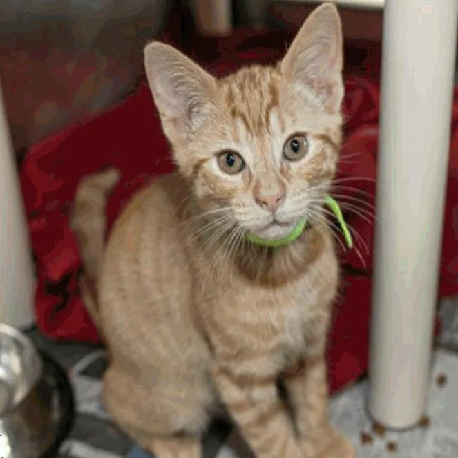 A baby small-sized male Domestic Short Hair cat named James for adoption in New York, NY