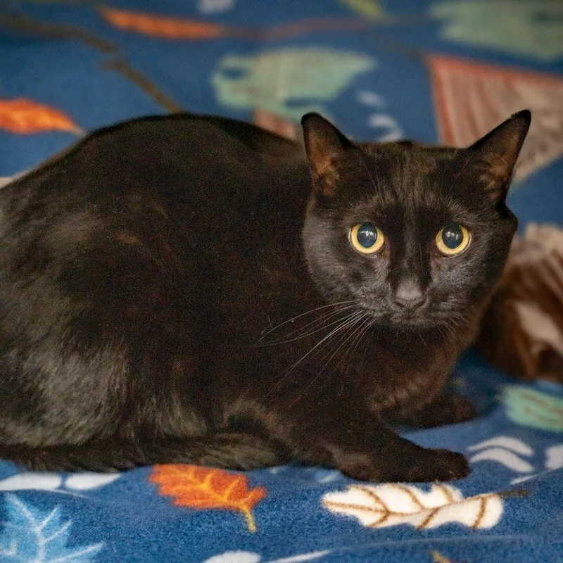 An adult large-sized female Black Domestic Short Hair cat named Natasha for adoption in Gainesville, GA