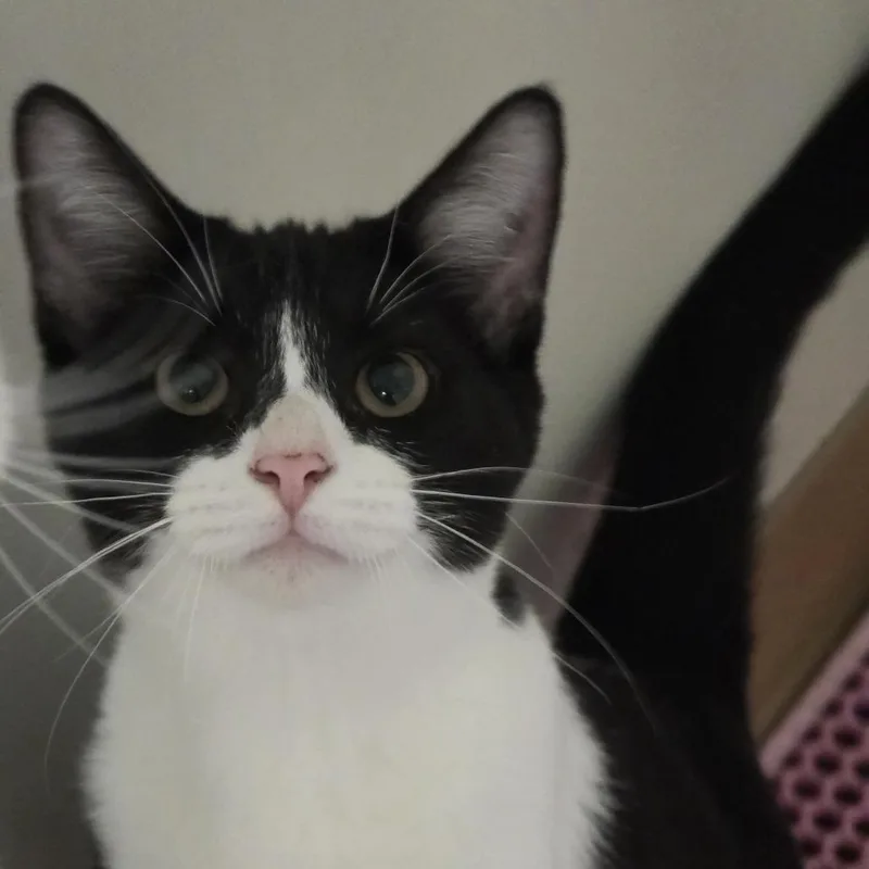 A baby small-sized male Black Domestic Short Hair cat named Neteyam for adoption in Midland, TX