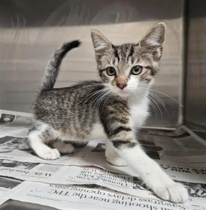 A baby medium-sized male Domestic Short Hair cat named Curtis for adoption in Los Angeles, CA