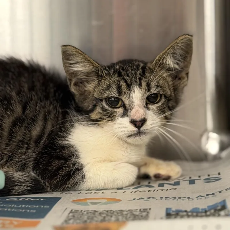 A baby small-sized male Brown / Chocolate Domestic Short Hair cat named Seth for adoption in Jacksonville, FL