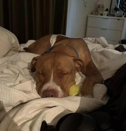 An adult medium-sized male Mixed Breed dog named Buck for adoption in Atlanta, GA