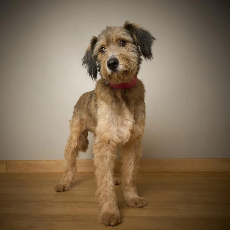 An adult medium-sized male Yellow / Tan / Blond / Fawn Standard Poodle dog named Bruno D for adoption in Minnetonka, MN