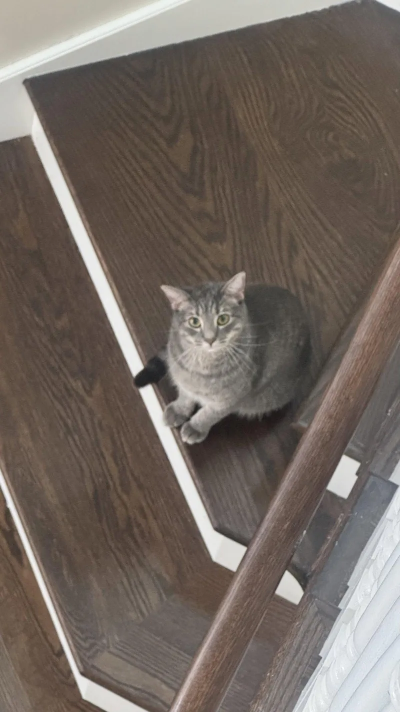 An adult medium-sized male Domestic Short Hair cat named Ryker for adoption in Wheaton, IL