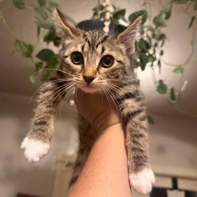 A baby small-sized female Brown / Chocolate Domestic Short Hair cat named Mochi for adoption in Layton, UT