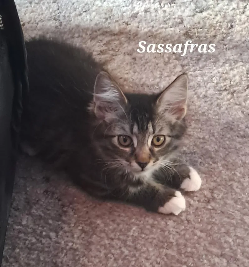 A baby small-sized female Domestic Medium Hair cat named Sassafras for adoption in Vancouver, WA