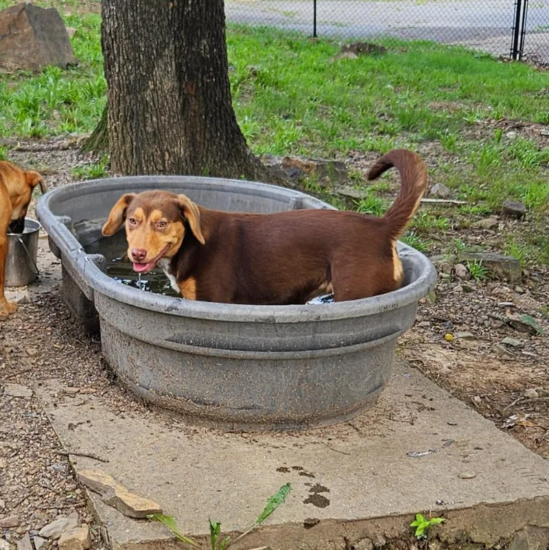 A baby medium-sized female Australian Shepherd dog named Biscotti for adoption in Sherwood, AR