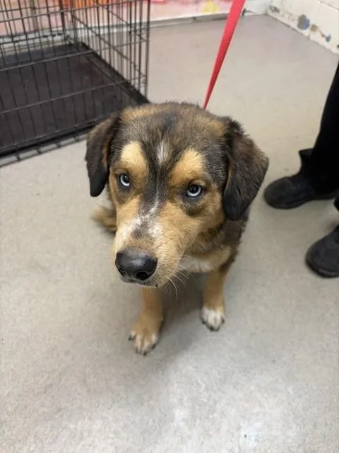 A young medium-sized female Australian Cattle Dog / Blue Heeler dog named Stella for adoption in San Bernardino, CA
