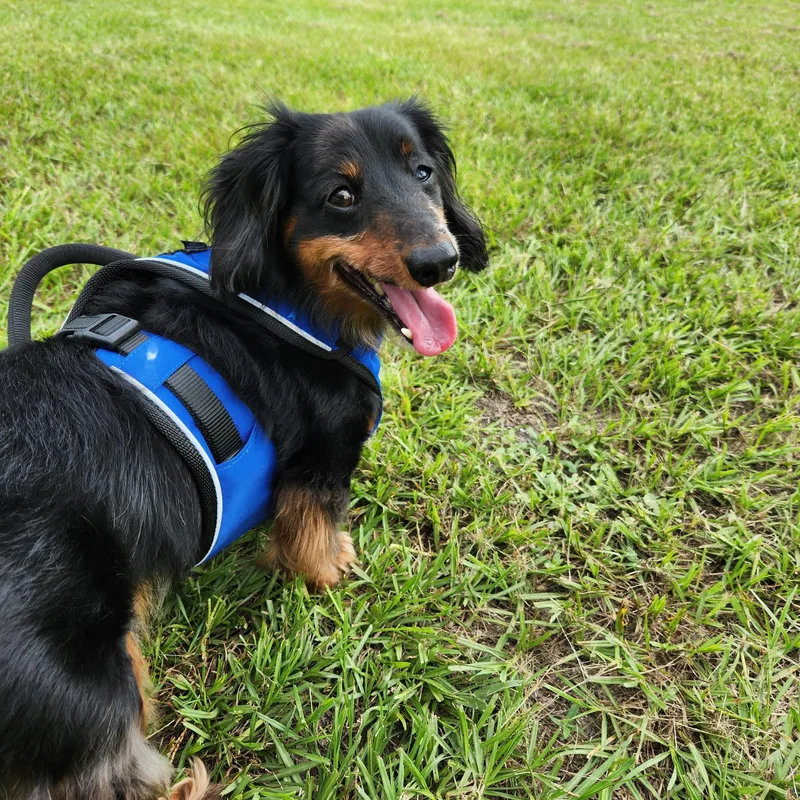 An adult small-sized male Dachshund (Long Haired) dog named Frank for adoption in Conway, SC