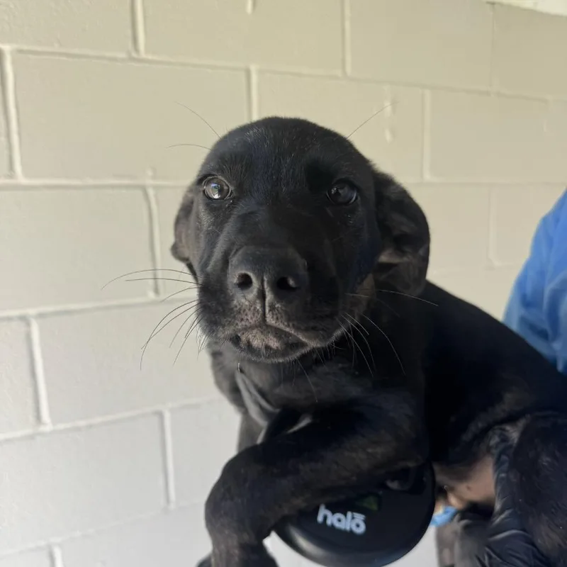 A baby large-sized male Cane Corso dog named Remus for adoption in LOXAHATCHEE, FL
