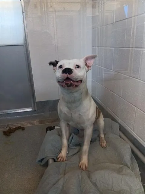 A young medium-sized male American Bulldog dog named Wagler for adoption in Indianapolis, IN