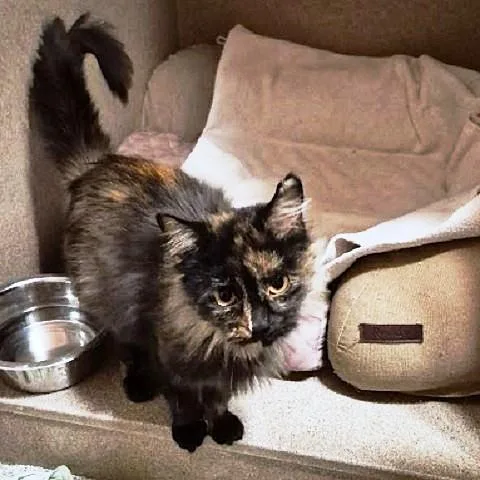 An adult medium-sized female Tortoiseshell cat named Mistyanne for adoption in Salt Lake City, UT